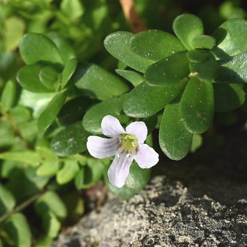 Bacopa monnieri — Brahmi