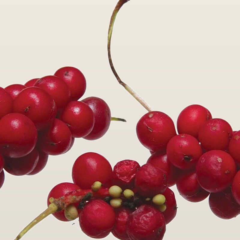 Schisandra — Schisandra chinensis